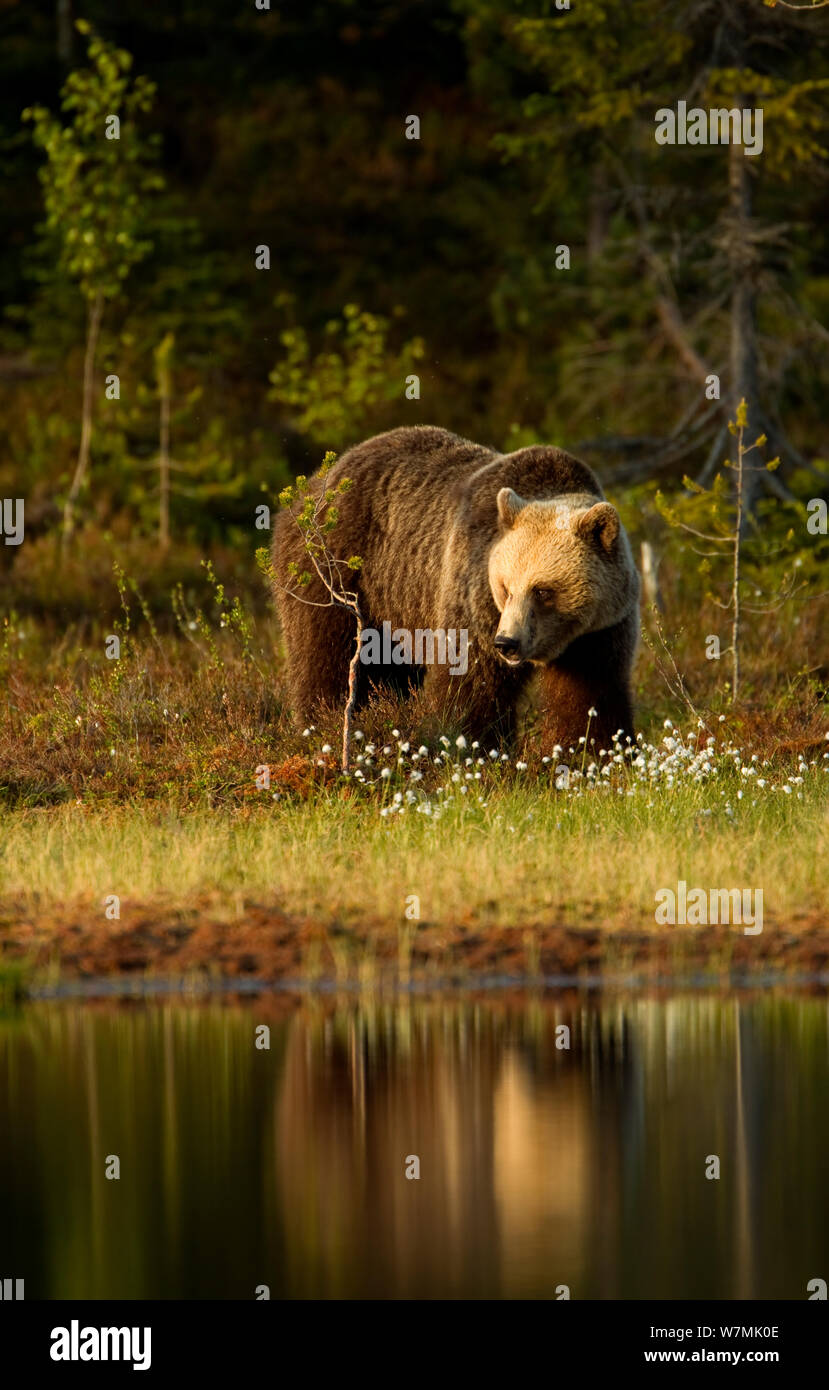 L'orso bruno (Ursus arctos) a lato acqua. Finlandia, Europa, giugno. Foto Stock