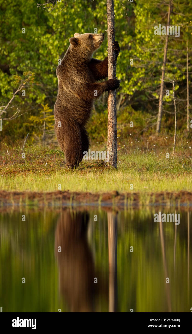 L'orso bruno (Ursus arctos) esaminando permanente di albero. Finlandia, Europa, giugno. Foto Stock