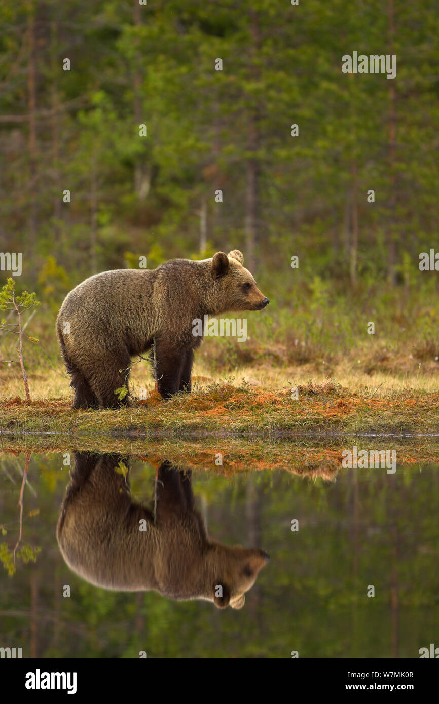 L'orso bruno (Ursus arctos) da acqua, riflessa. Finlandia, Europa, giugno. Foto Stock