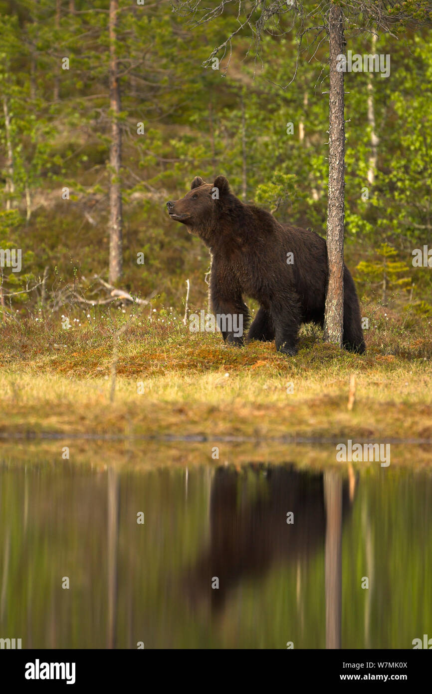 L'orso bruno (Ursus arctos) da acqua, riflessa. Finlandia, Europa, giugno. Foto Stock