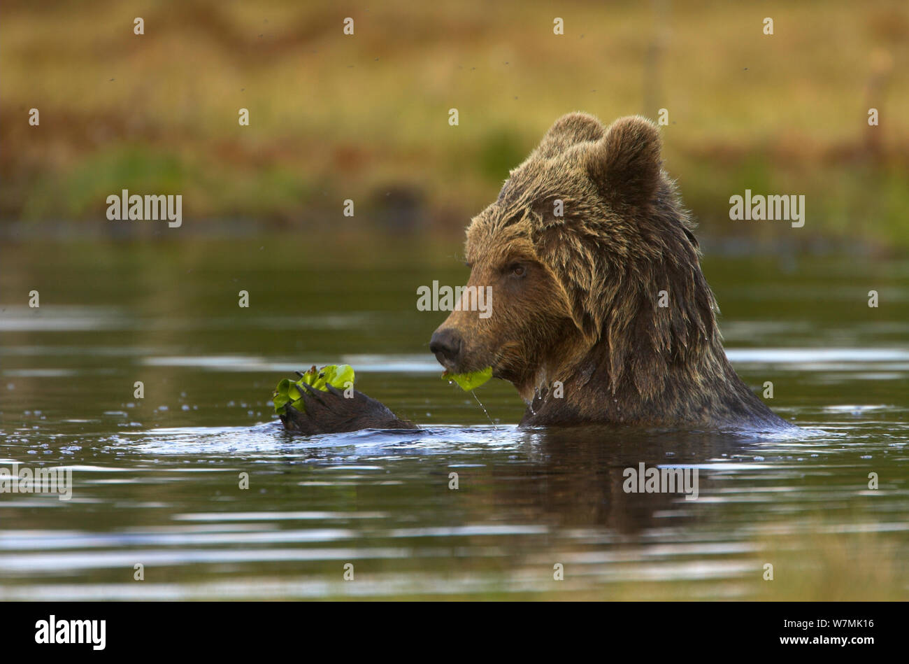 L'orso bruno (Ursus arctos) in acqua, si nutrono di vegetazione. Finlandia, Europa, giugno. Foto Stock