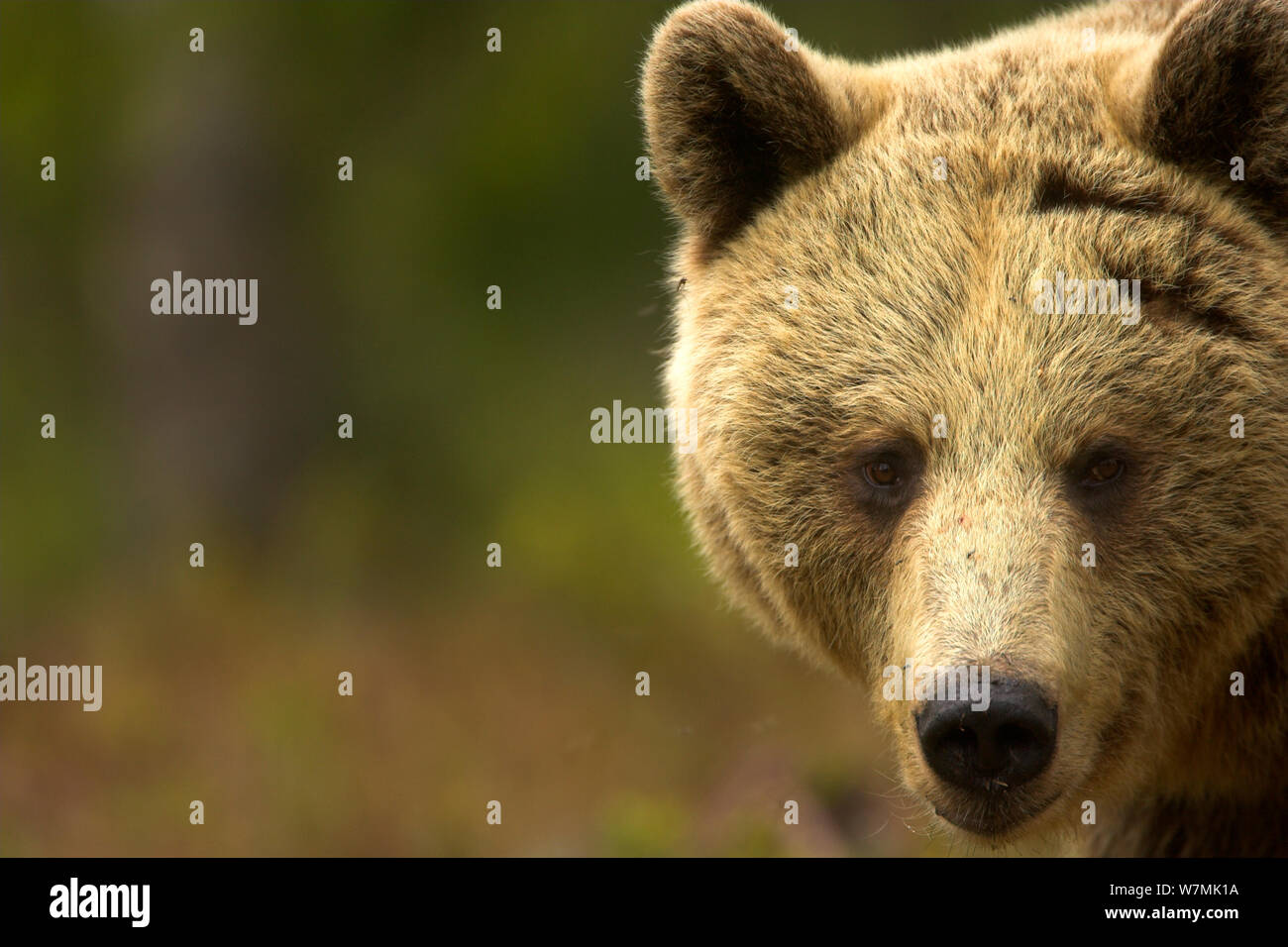 L'orso bruno (Ursus arctos) verticale. Finlandia, Europa, giugno. Foto Stock