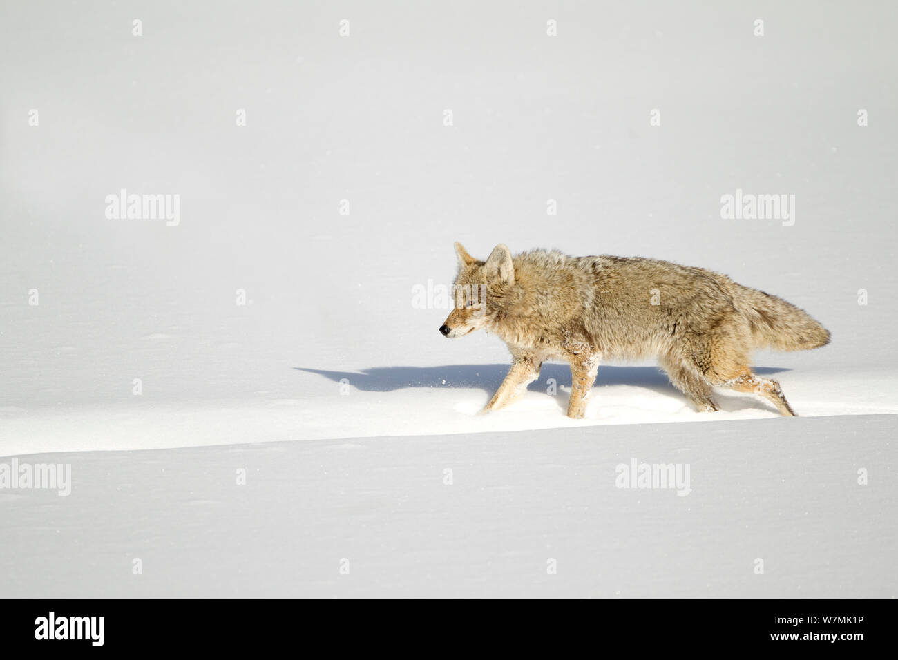 Coyote (Canis latrans) camminando lungo una pista di bisonte in neve. Yellowstone, STATI UNITI D'AMERICA, febbraio. Foto Stock