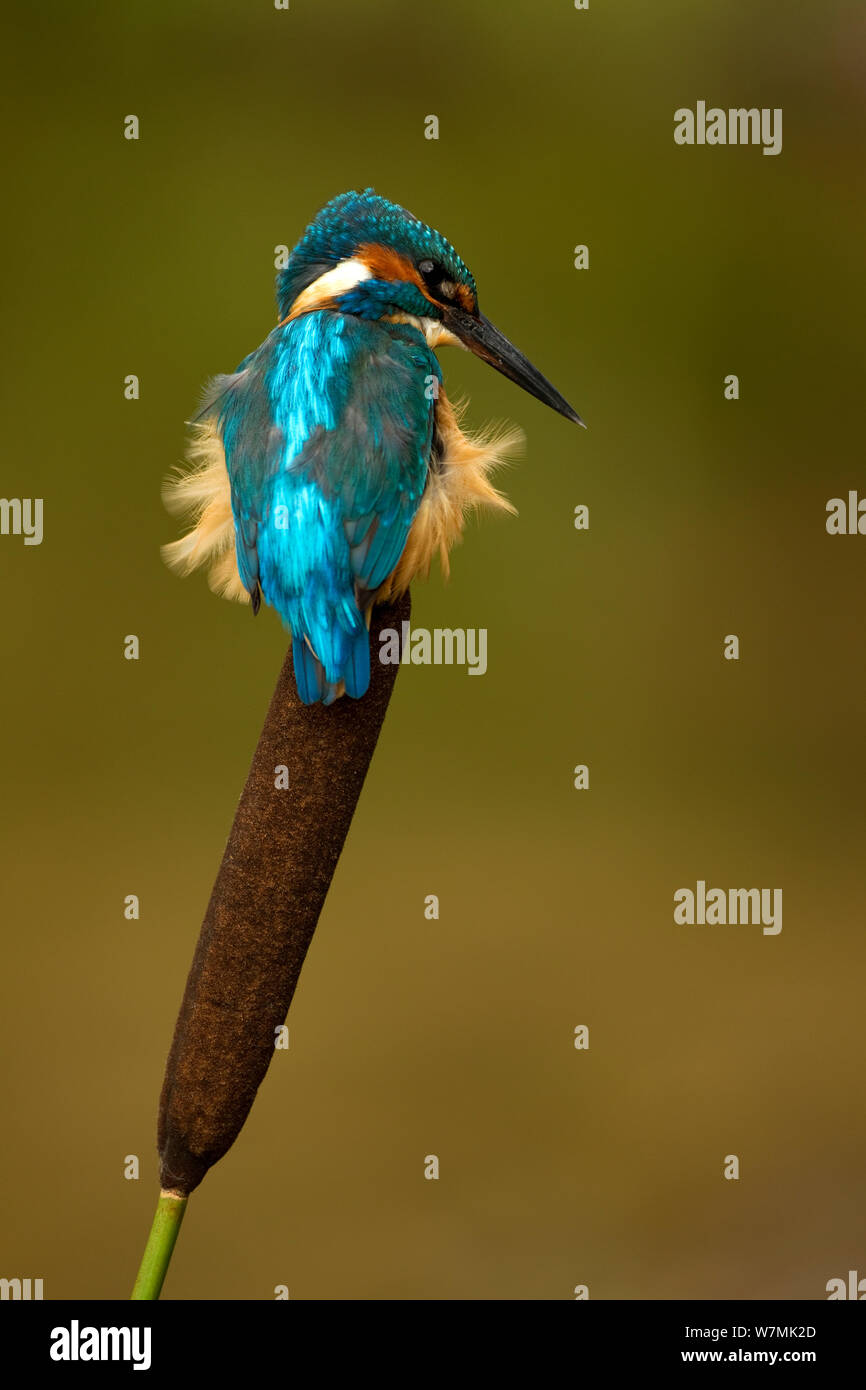 Kingfisher (Alcedo atthis) arroccato su bullrush. Worcestershire, Regno Unito, Settembre. Foto Stock