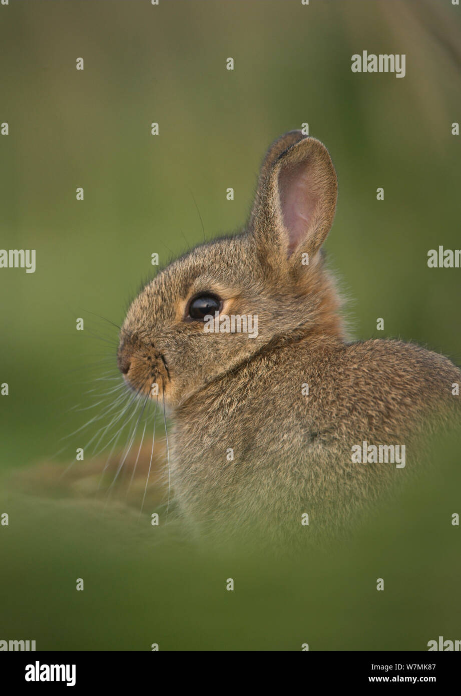 Coniglio (oryctolagus cuniculus) nel profilo. Isole Shetland Scozia, Regno Unito, Aprile. Foto Stock