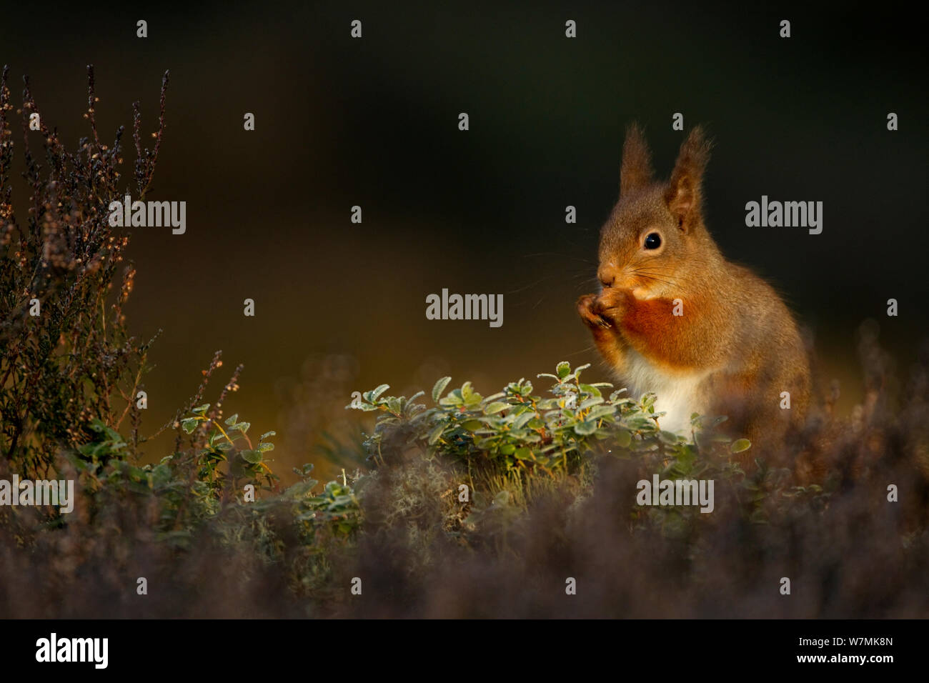 Red scoiattolo (Sciurus vulgaris) alimentazione. La Scozia, Regno Unito, febbraio. Foto Stock