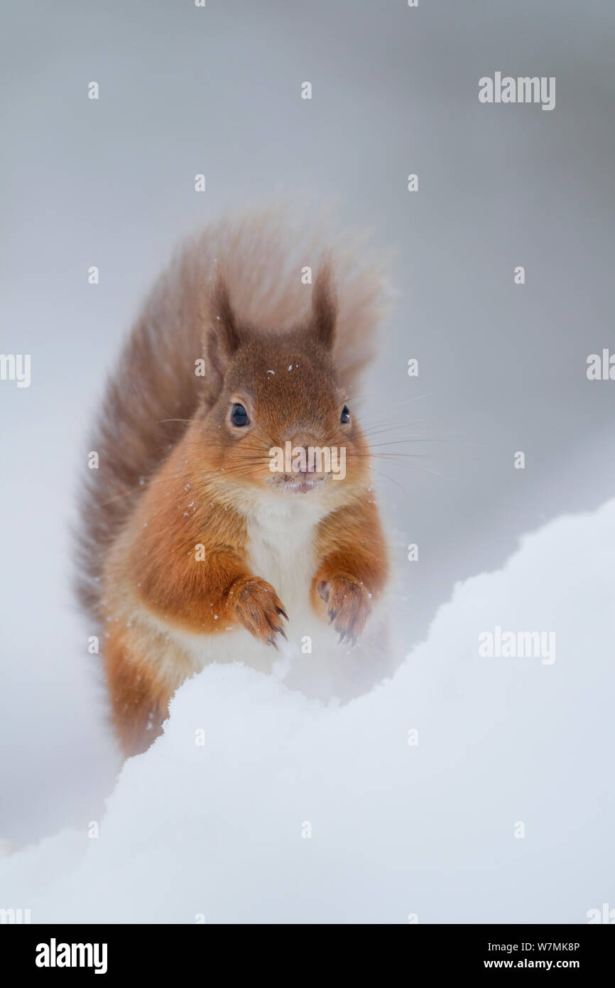 Red scoiattolo (Sciurus vulgaris) nella neve. La Scozia, Regno Unito, dicembre. Foto Stock