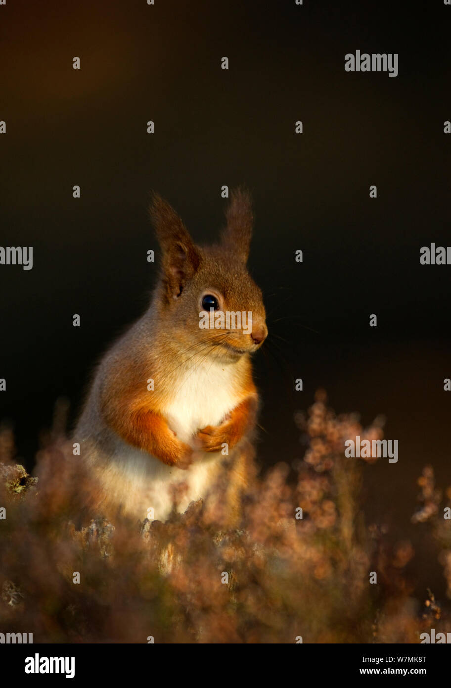 Red scoiattolo (Sciurus vulgaris) verticale. La Scozia, Regno Unito, febbraio. Foto Stock