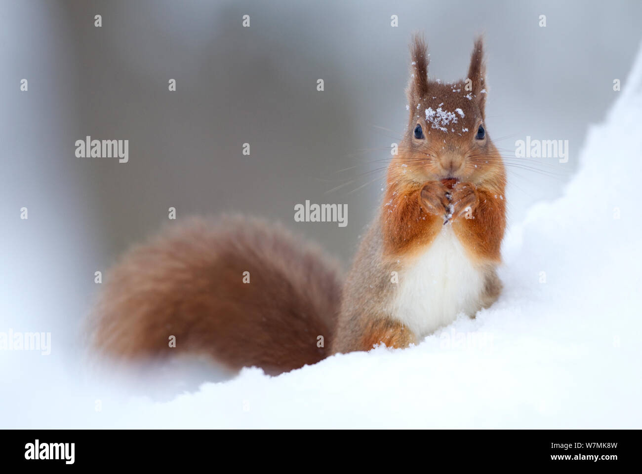 Red scoiattolo (Sciurus vulgaris) alimentazione nella neve. La Scozia, Regno Unito, dicembre. Foto Stock