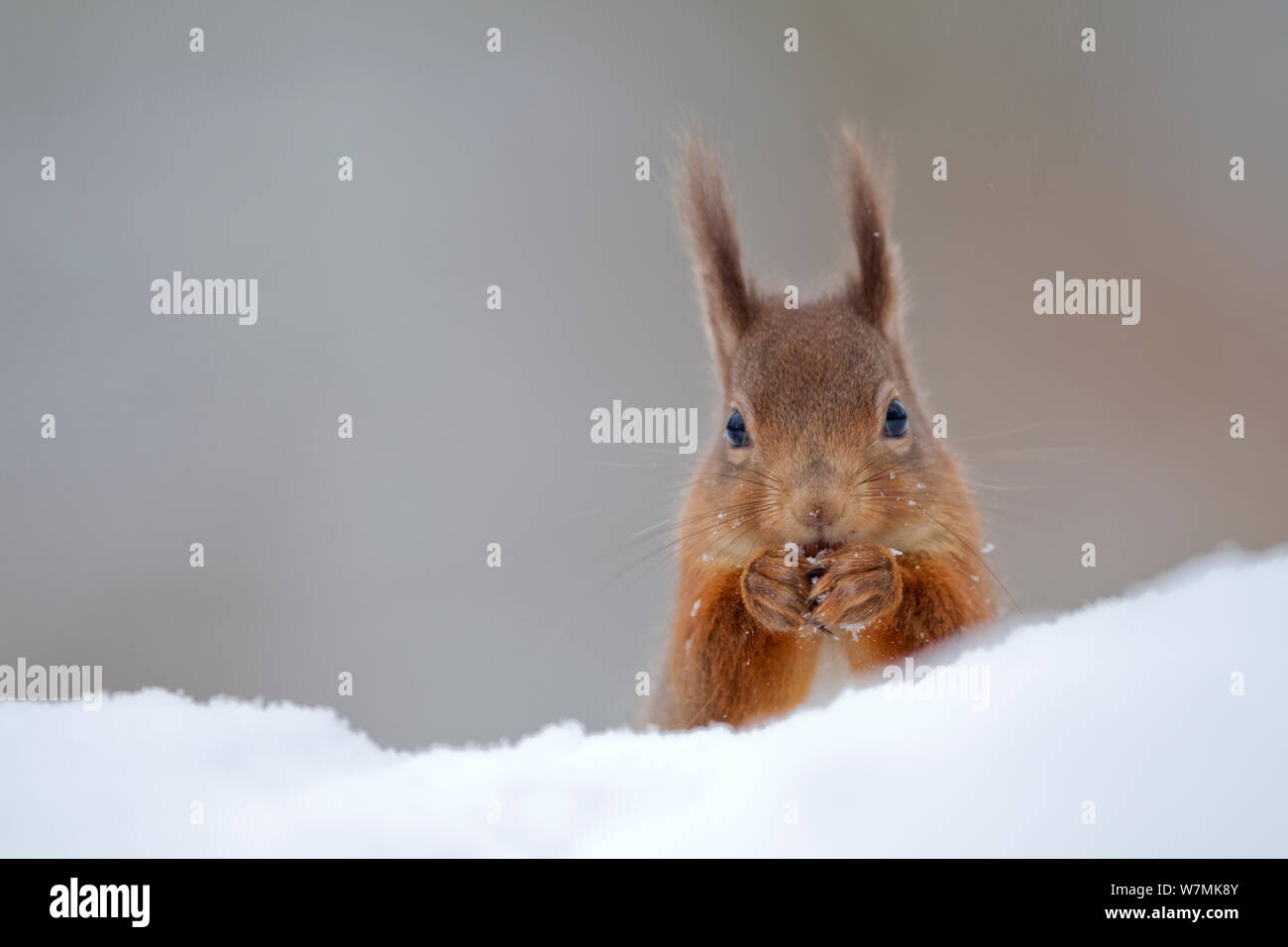 Red scoiattolo (Sciurus vulgaris) sulla neve, alimentazione. La Scozia, Regno Unito, dicembre. Foto Stock