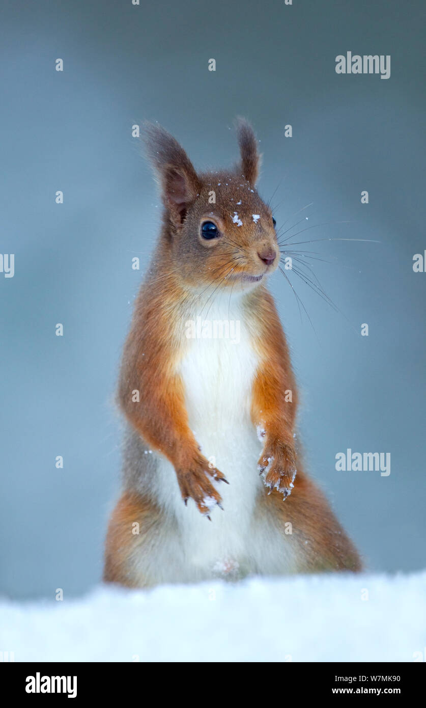 Red scoiattolo (Sciurus vulgaris) ritratto sulla neve. La Scozia, Regno Unito, dicembre. Foto Stock