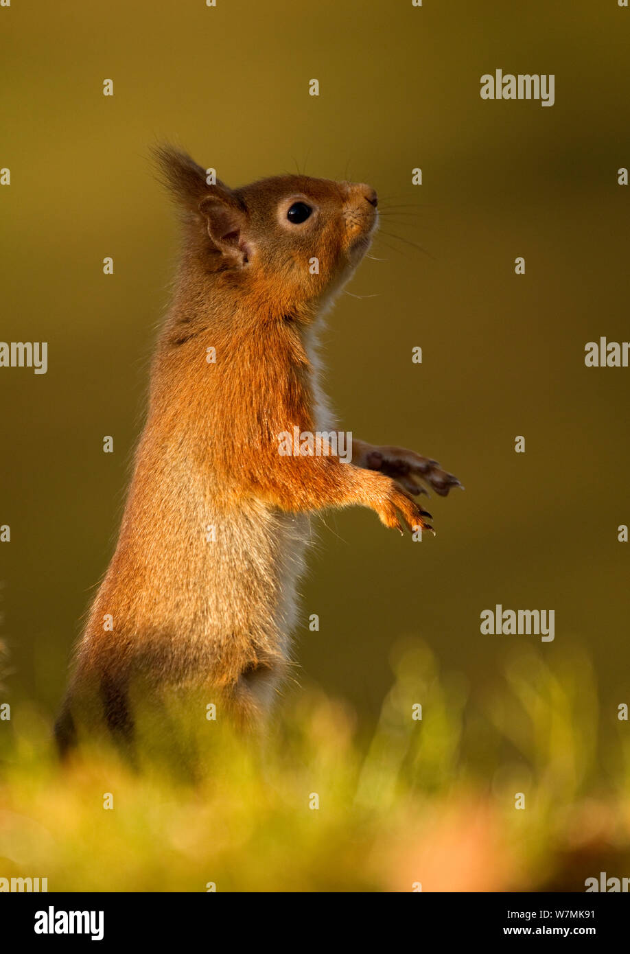 Red scoiattolo (Sciurus vulgaris) in piedi nel profilo. La Scozia, Regno Unito, febbraio. Foto Stock
