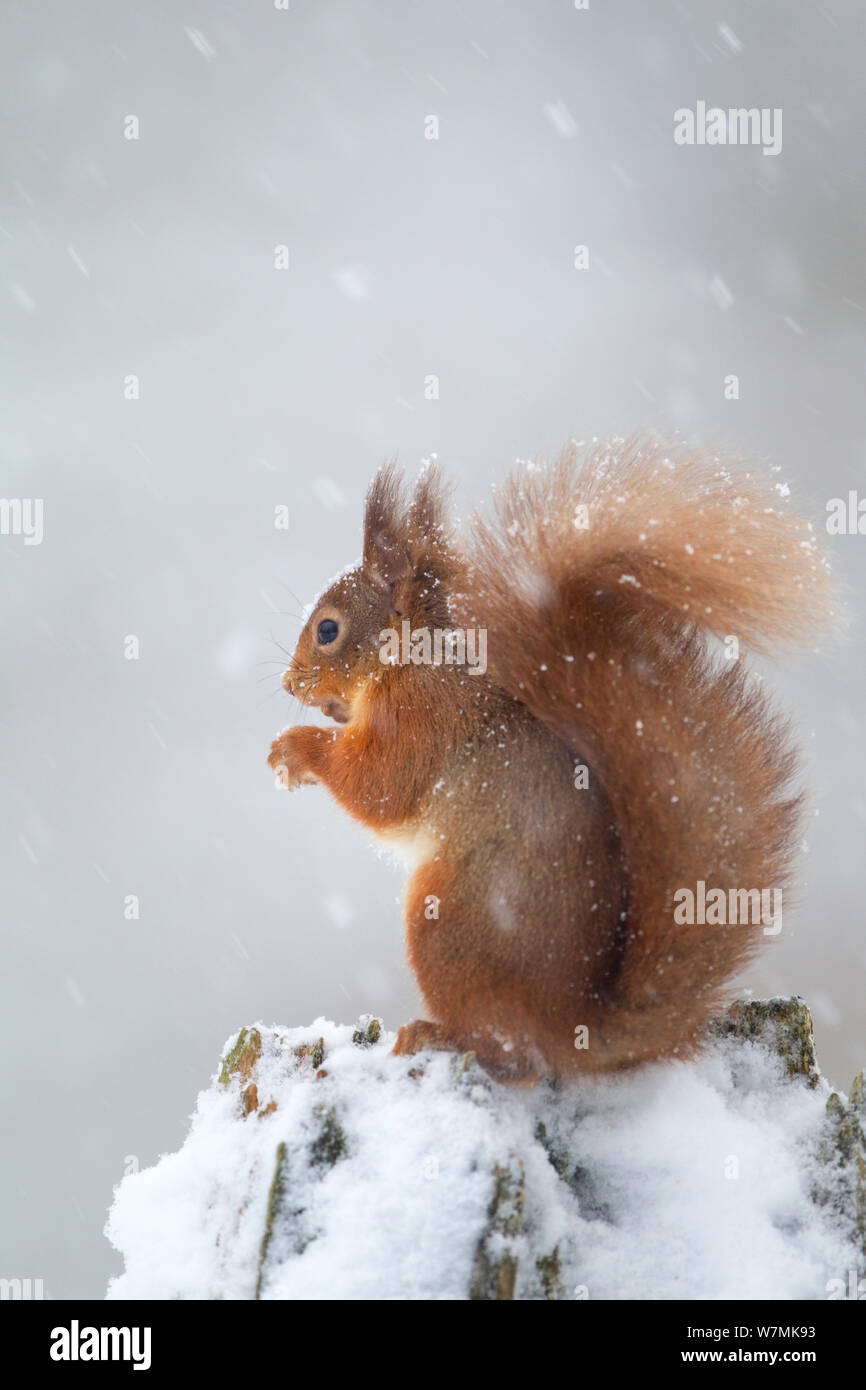 Red scoiattolo (Sciurus vulgaris) nella neve. La Scozia, Regno Unito, dicembre. Foto Stock
