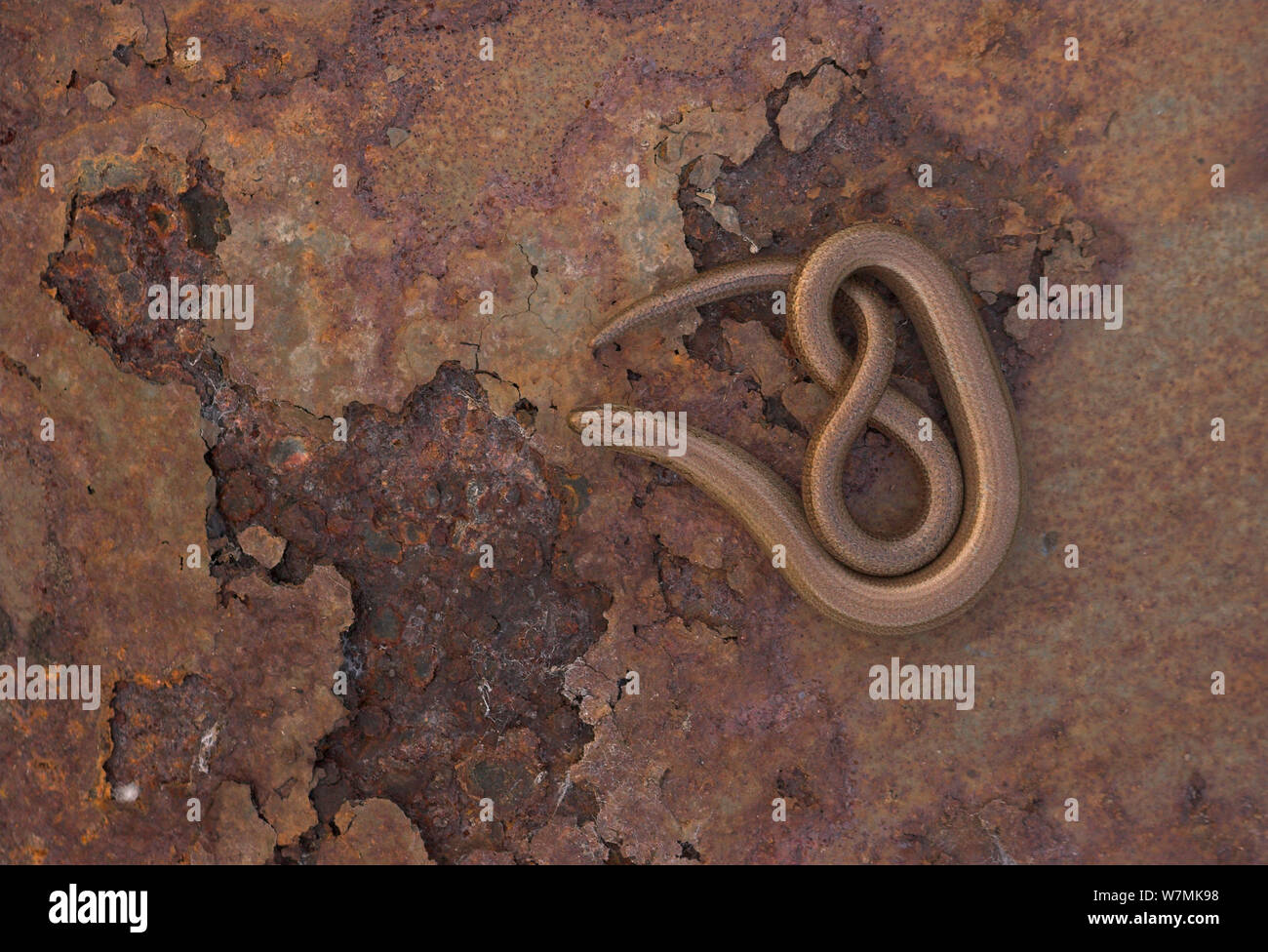 Slow Worm (Anguis fragilis) crogiolarsi su metallo arrugginito. Leicestershire, Regno Unito, Marzo. Foto Stock