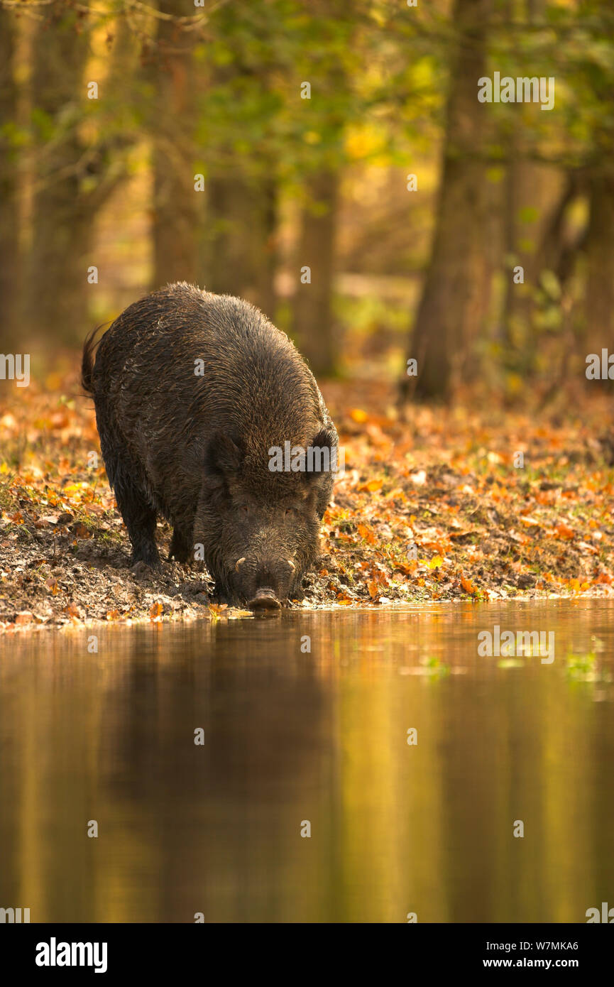 Il cinghiale (Sus scrofa) bere dal pool di bosco. Holland, Europa Novembre. Foto Stock
