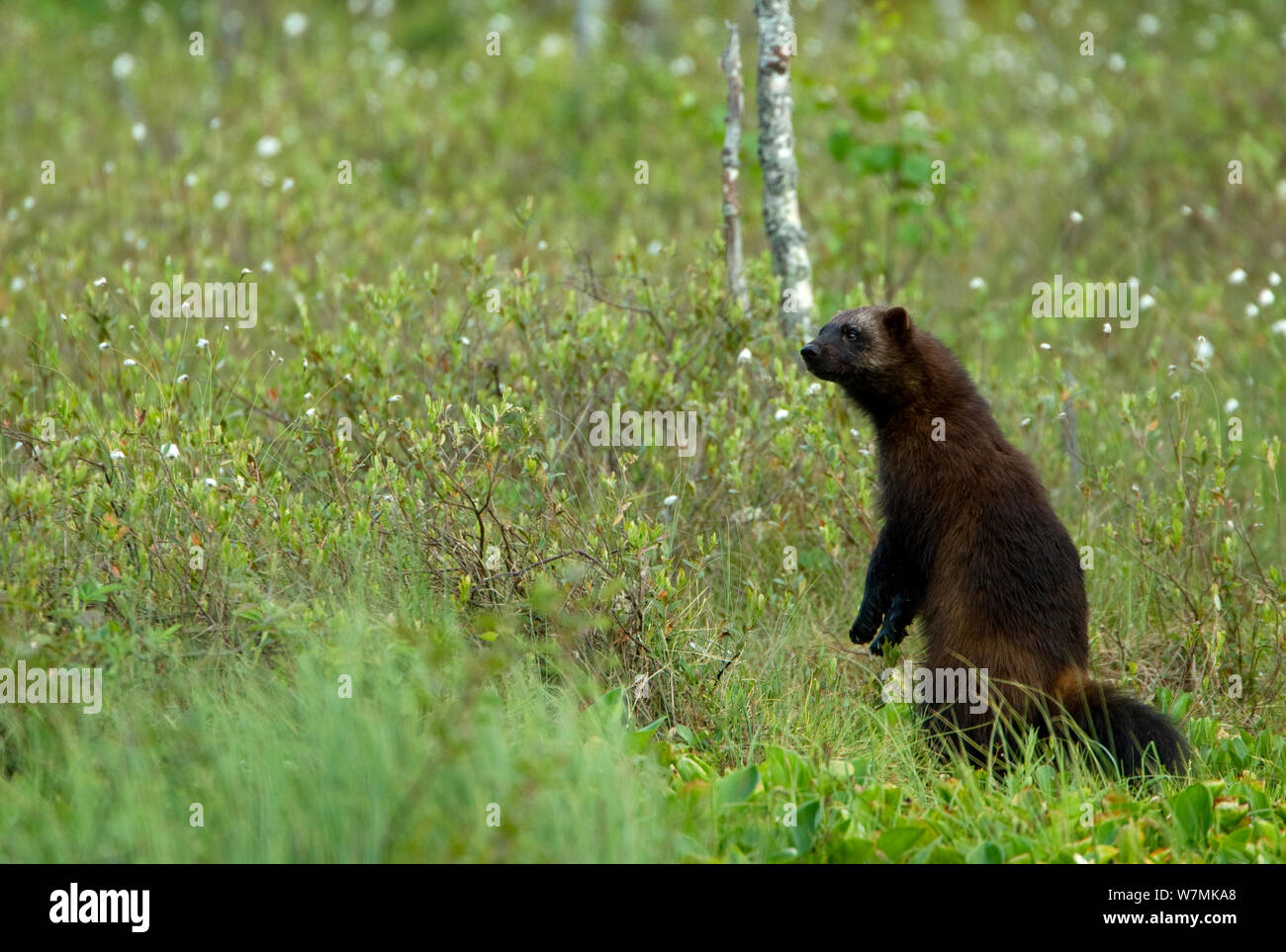 Wolverine (Gulo gulo) in una foresta, in piedi sulle zampe posteriori. Finlandia, Europa, giugno. Foto Stock