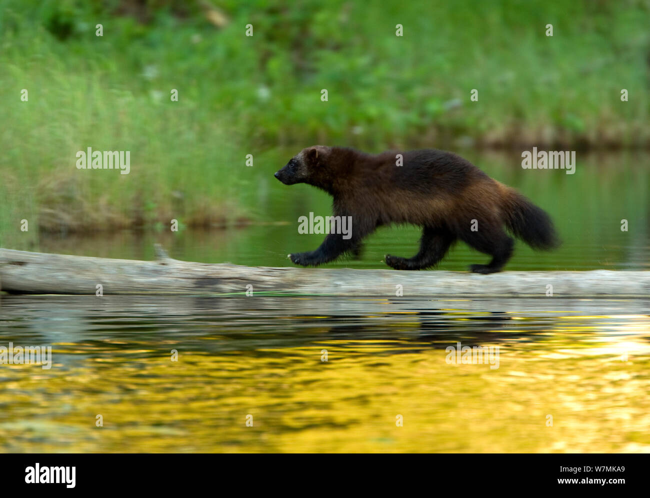 Wolverine (Gulo gulo) attraversando un log sull'acqua. Finlandia, Europa, giugno. Foto Stock