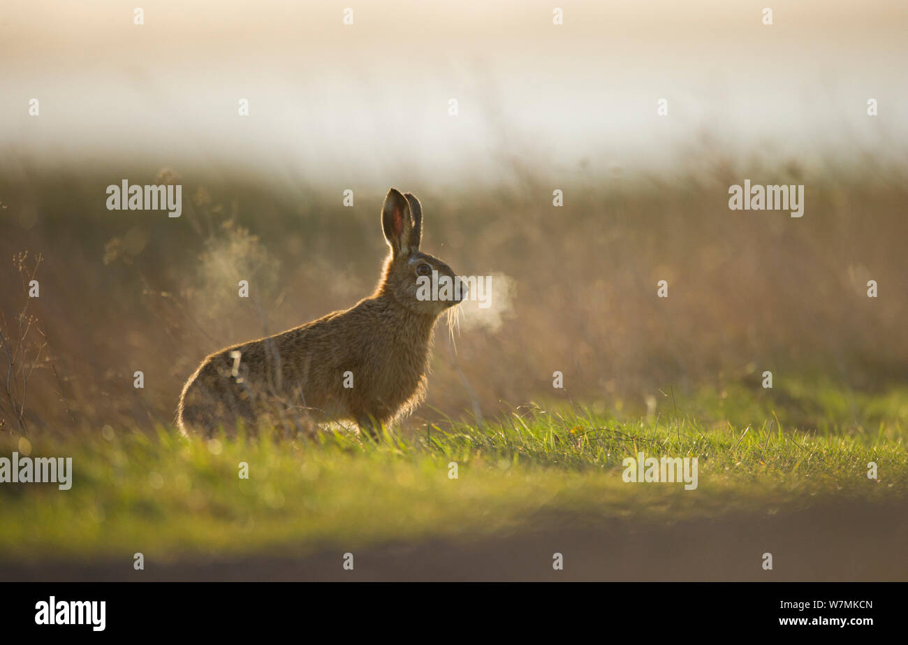 Unione brown lepre (Lepus europaeus) maschio adulto, il suo soffio retroilluminato, si prende una pausa dal perseguimento di una femmina, Elmley paludi, Kent, Regno Unito, Febbraio Foto Stock