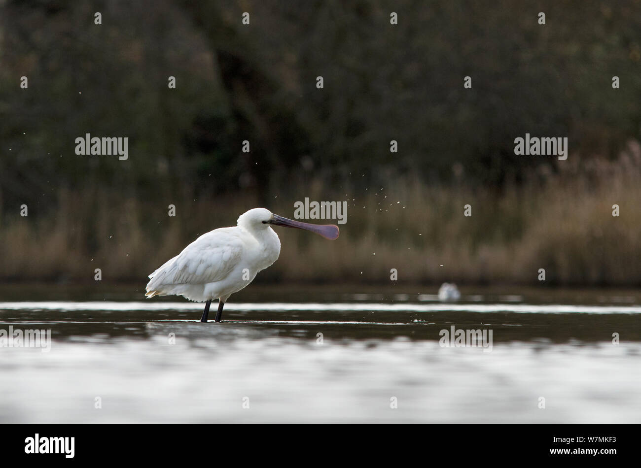 White spatola (Platalea leucorodia) agitando le goccioline di acqua dal suo bill, Brownsea Island, Dorset, England, Regno Unito, Gennaio Foto Stock