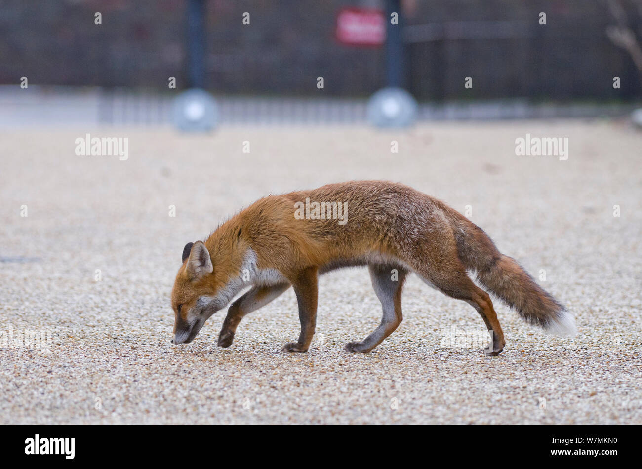 Rosso giovane volpe (Vulpes vulpes) lo sniffing, seguendo un sentiero sul sentiero di ghiaia, Bristol, Regno Unito, Gennaio Foto Stock