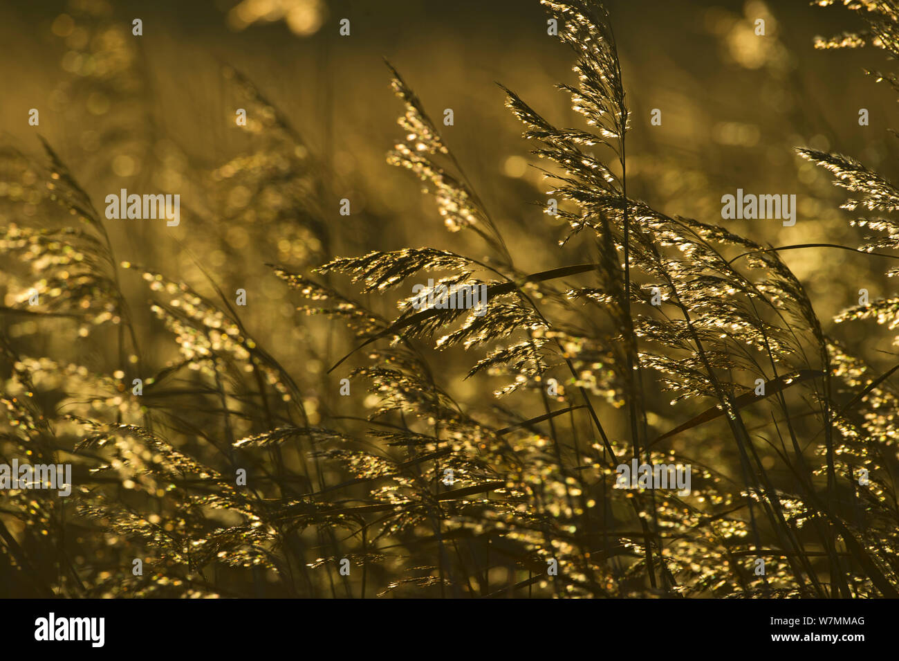 La Phragmites canneti a reedbed a Woodwalton Fen, Cambridgeshire Fens, REGNO UNITO, Dicembre Foto Stock