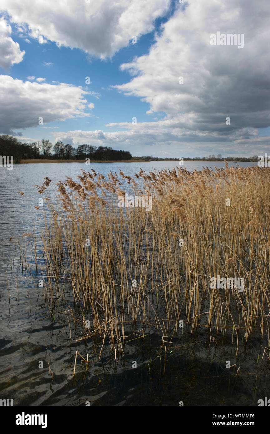 Filby ampia nella Trinità, il Parco Nazionale Broads del Norfolk Broads, Norfolk, Regno Unito, Aprile Foto Stock