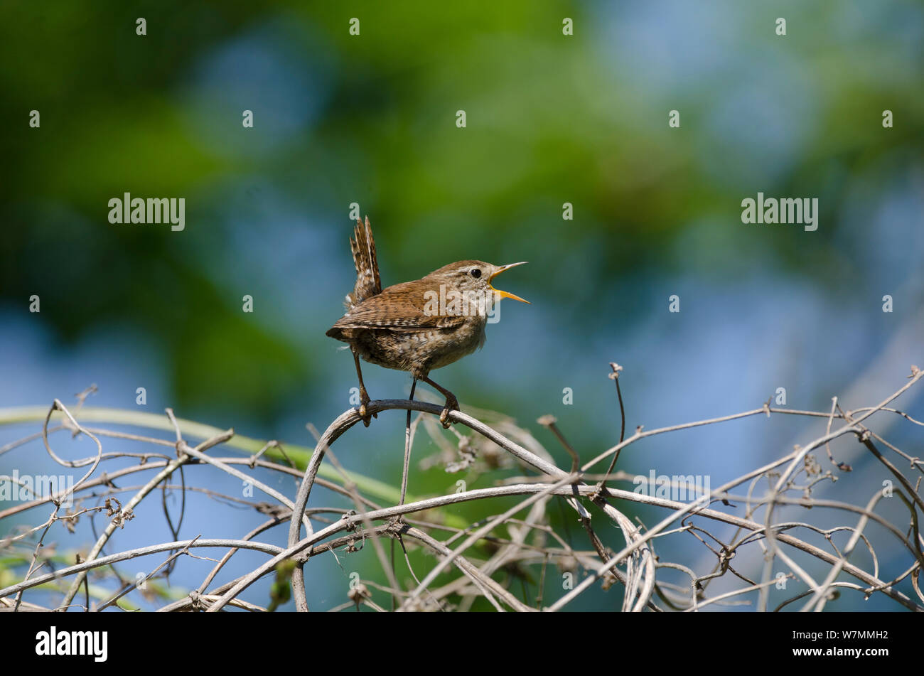 Wren (Troglodytes troglodytes) arroccato, cantando, Cambridgeshire Fens, REGNO UNITO Foto Stock