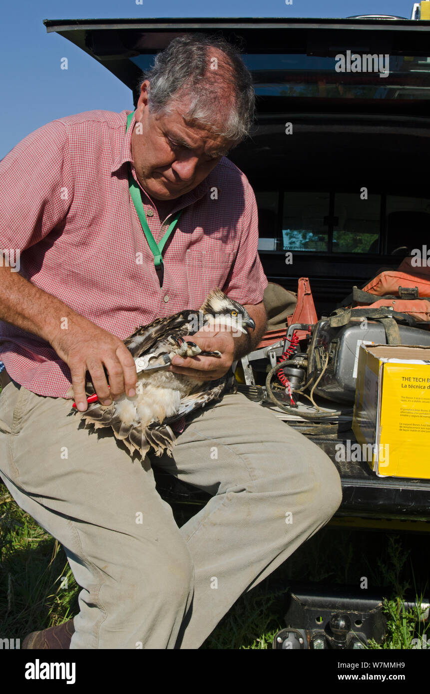 Tim Appleton, Site Manager a Rutland acqua, lo squillo di un presto per fledge Falco pescatore (Pandion haliaetus) pulcino dal nido vicino a Rutland acqua. Nel Regno Unito, in giugno. Foto Stock