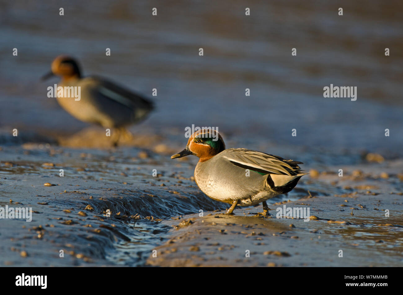 Teal (Anas crecca) due maschi sul torrente di marea. Norfolk, gennaio. Foto Stock