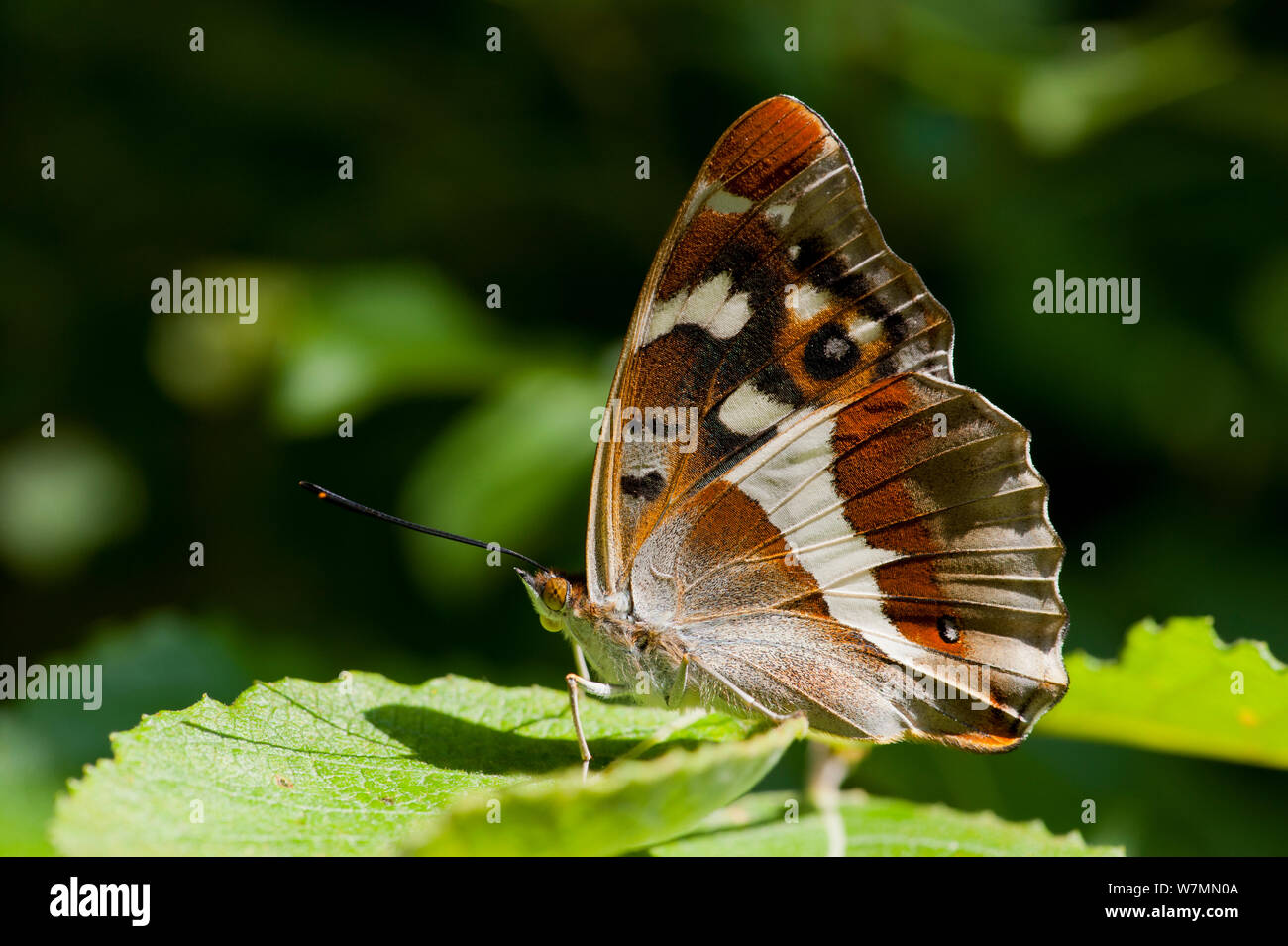 Viola Imperatore Butterfly (Apatura iris) poggiante su Sallow foglia (Salix caprea). Alice Holt foresta, Surrey, Luglio. Foto Stock