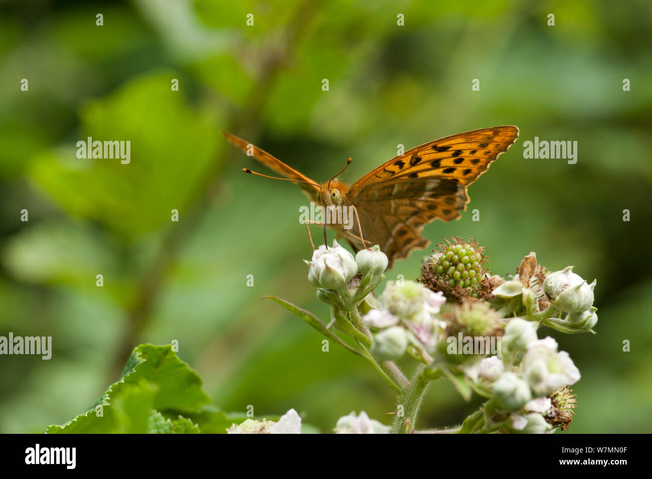 Argento Fritillary lavato (Argynnis paphia) maschio alimentazione su rovo fiori (Rubus fruticosus). Bookham Commons, Surrey. Foto Stock