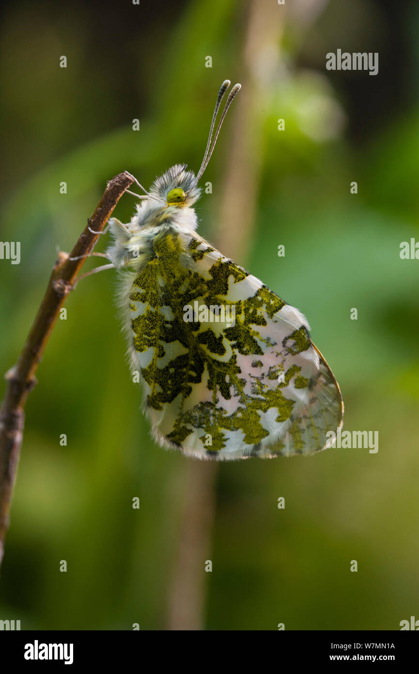 Arancio-punta Butterfly (Anthocharis cardamines), recentemente emerso da pupa. Studio, Bristol. Foto Stock