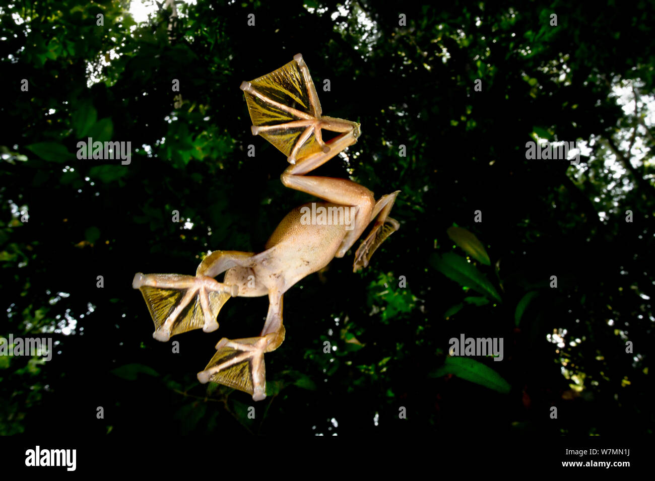 Wallace's Flying Frog (Rhacophorus nigropalmatus) maschio battenti / scivolando giù dalla tettoia al pool temporanei sul suolo della foresta. Lowland dipterocarp foresta pluviale, Danum Valley, Sabah Borneo Foto Stock