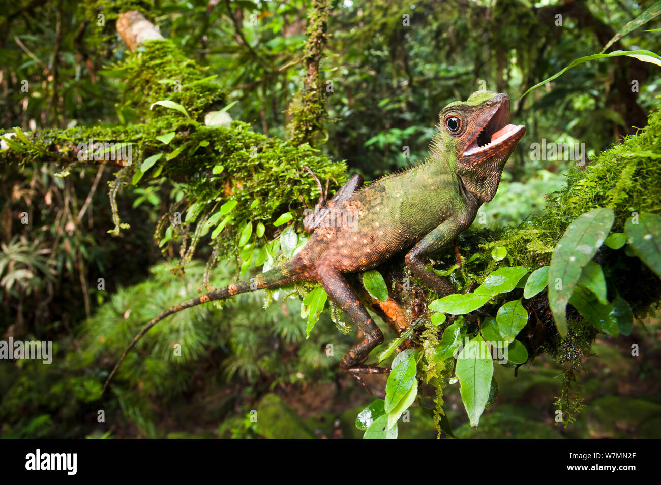 Pettine drago crestato (Gonocephalus liogaster) maschio nella riproduzione dei colori e nella postura aggressiva. Understorey della foresta pluviale di pianura, Maliau Basin, Sabah del " Mondo Perduto", Borneo Foto Stock