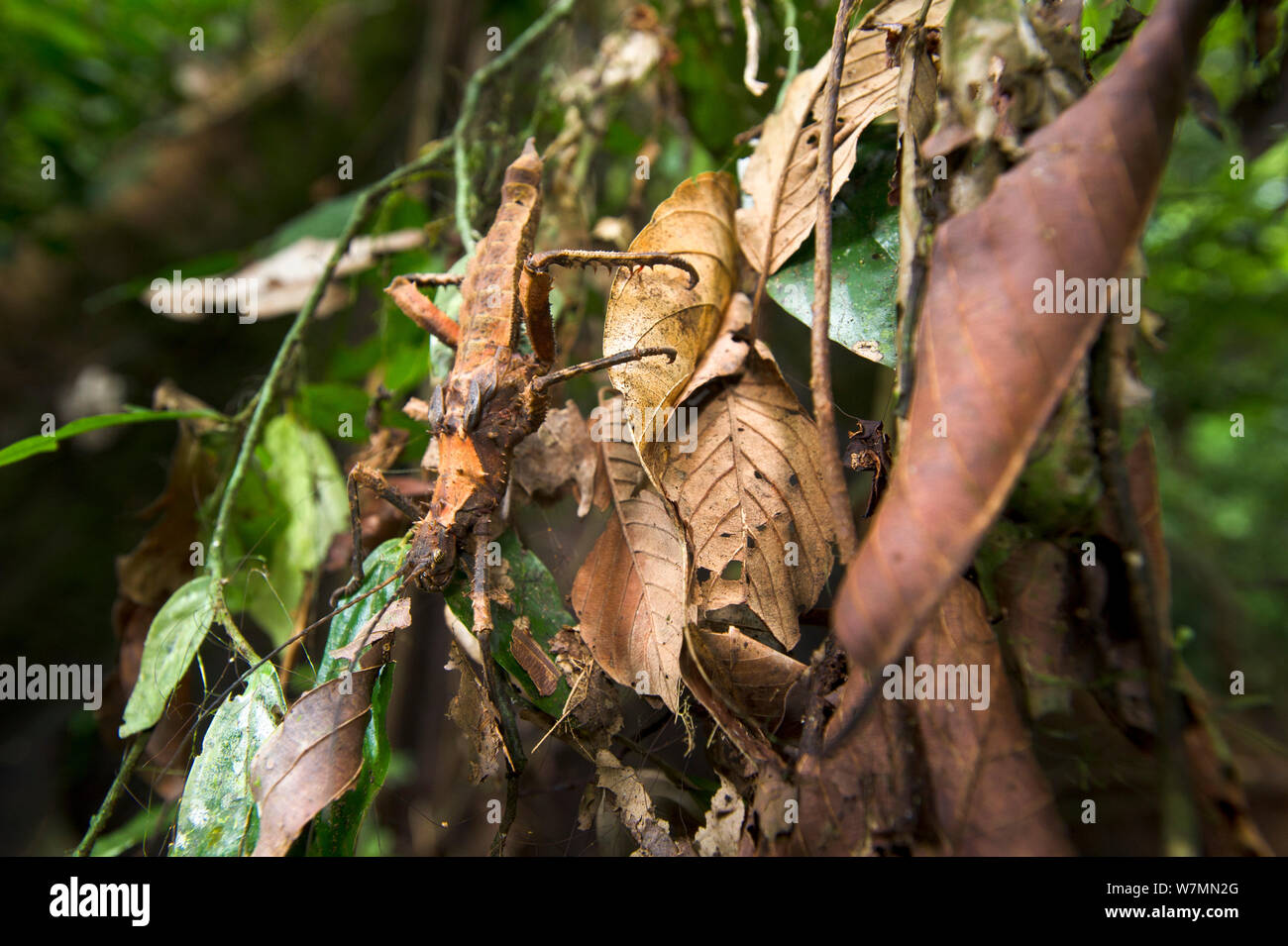 Spinoso gigante stick insetto (genere Haaniella), la lunghezza del corpo 130mm, su foglie in understorey, lowland dipterocarp foresta pluviale, Danum Valley, Sabah Borneo Foto Stock