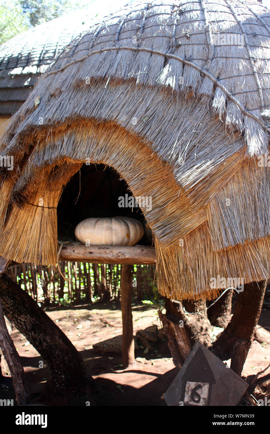 Cibo tradizionale baita di storage sollevati dal suolo al Villaggio Culturale Lesedi, Culla dell'umanità, Sud Africa Foto Stock