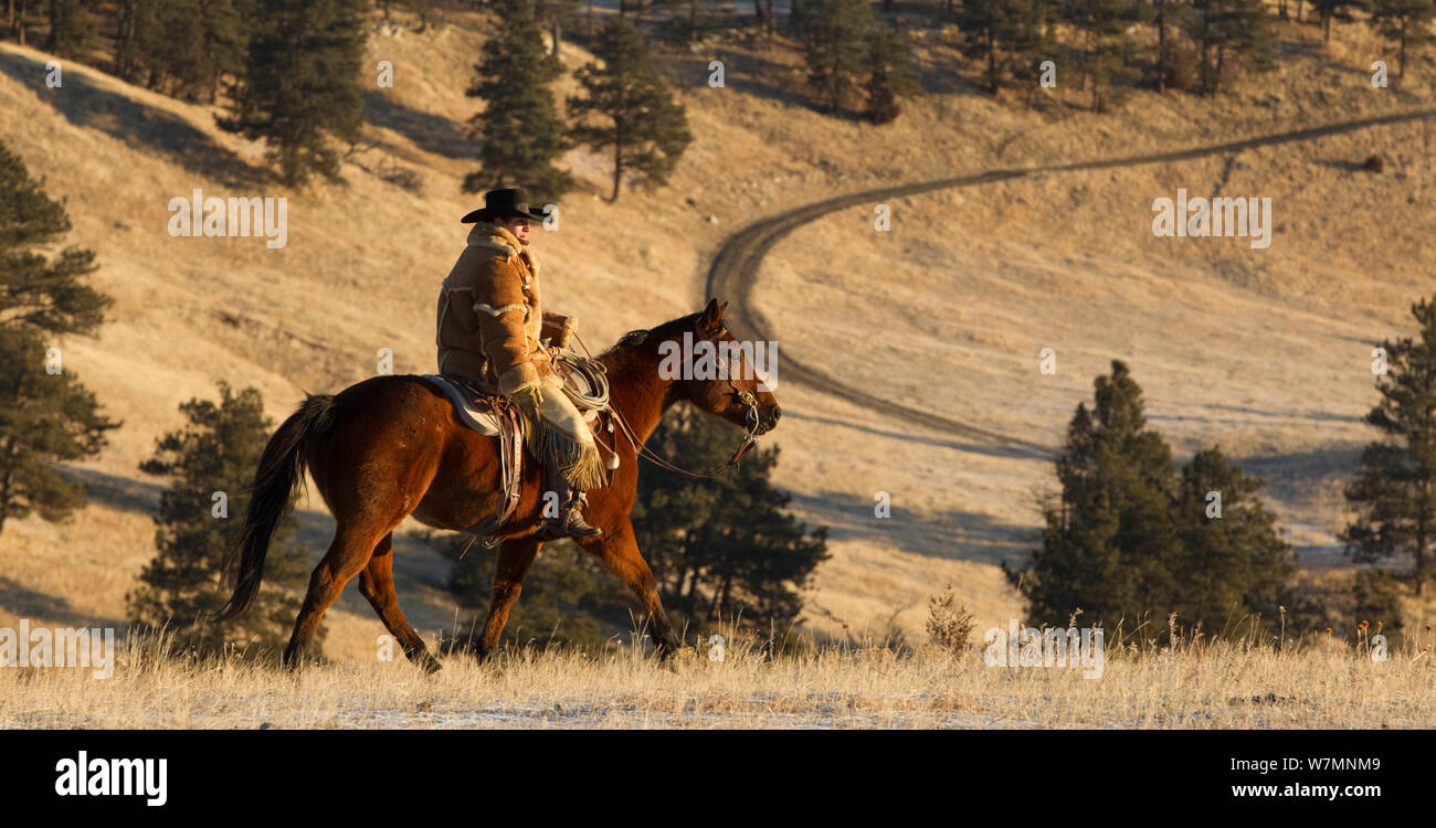 Cowboy a cavallo, indossando spessi rivestire di pelle di pecora, Wyoming negli Stati Uniti, febbraio 2012, modello rilasciato Foto Stock