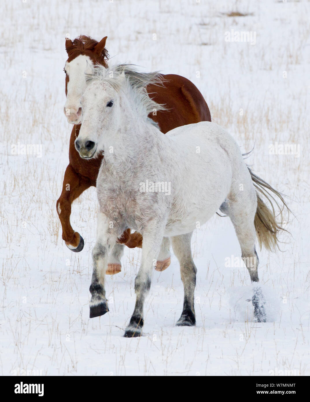 Castagno e grigio Quarter Horses in esecuzione attraverso la neve, Wyoming USA Foto Stock