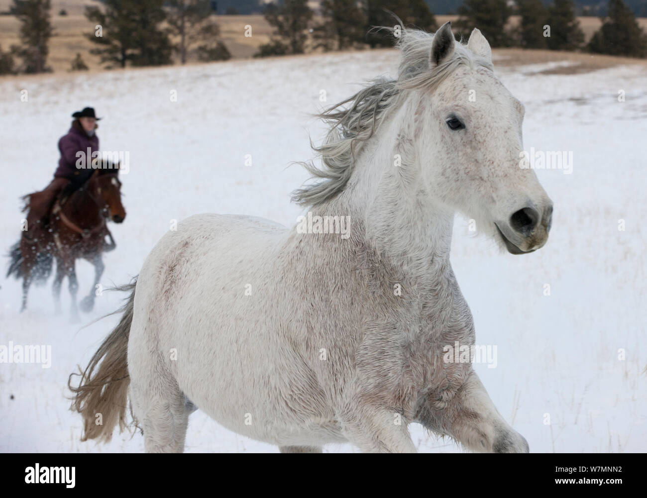Cowboy arrotondamento grigio quarter horse, in esecuzione attraverso la neve, Wyoming negli Stati Uniti, febbraio 2012 Foto Stock