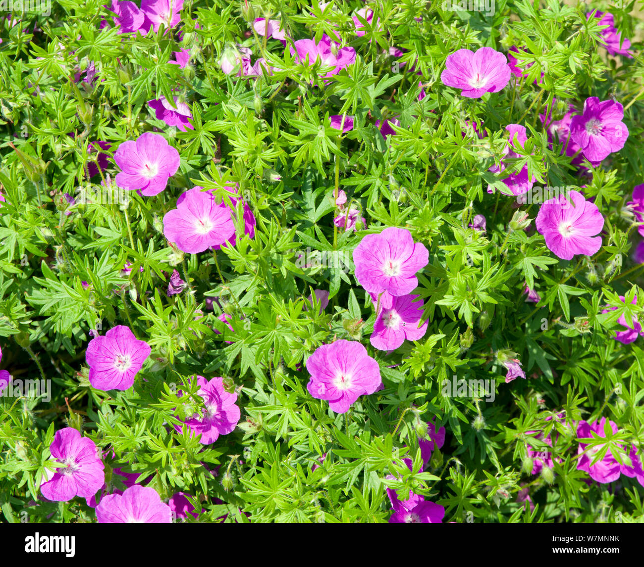 Geranium sanguineum 'visione violetti " Foto Stock