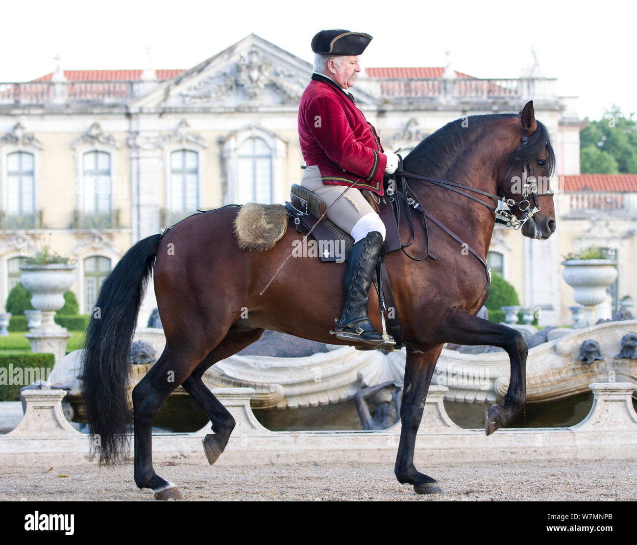 Cavallo lusitano, uomo stallone di equitazione in fasi di dressage, Regio Maneggio, Lisbona, Portogallo, maggio 2011, modello rilasciato Foto Stock