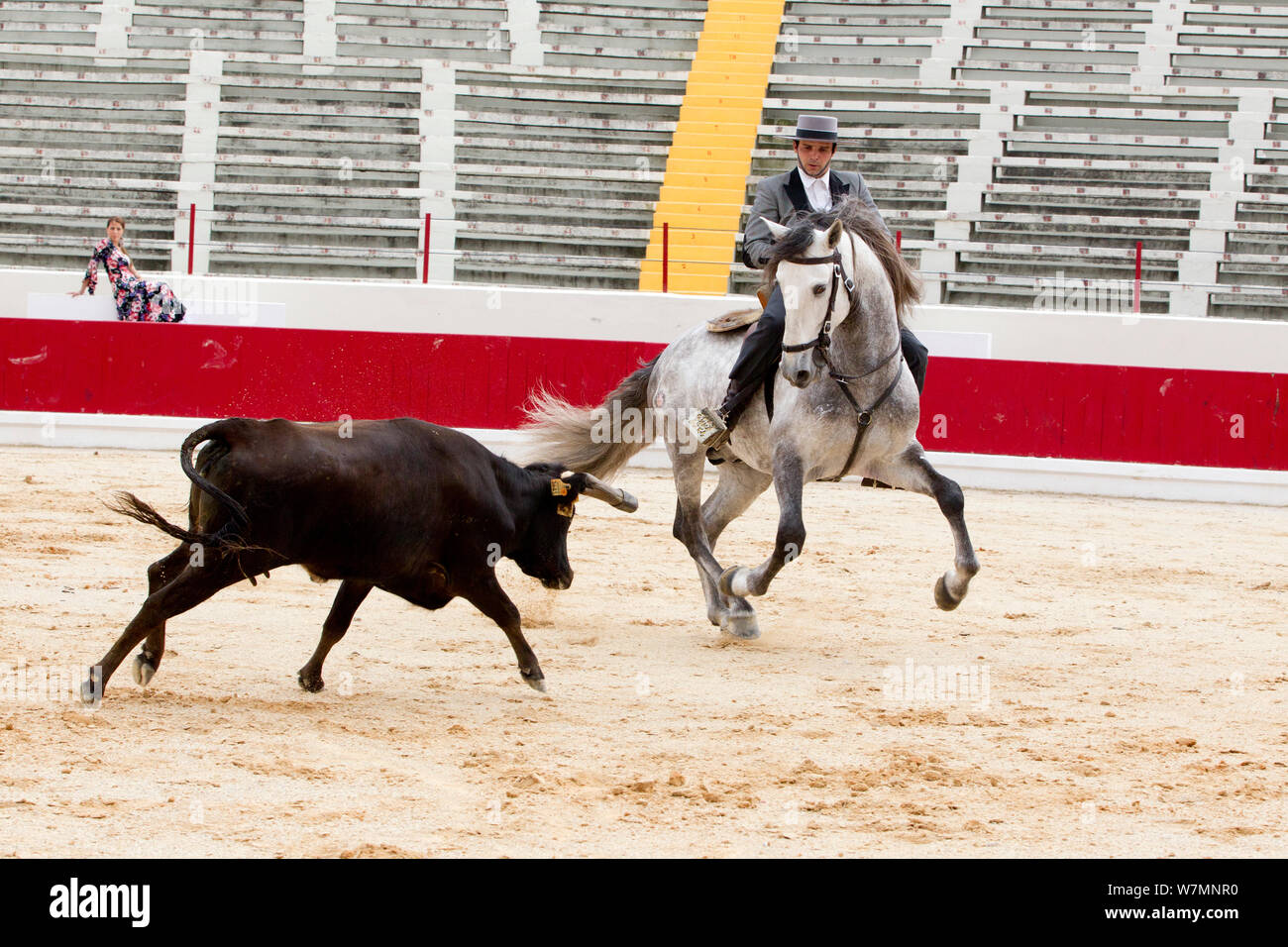 Cavallo lusitano, montato bull fighter in arena con bull, in questo tipo di corrida né bull né cavallo sono feriti, Portogallo, maggio 2011, modello rilasciato Foto Stock