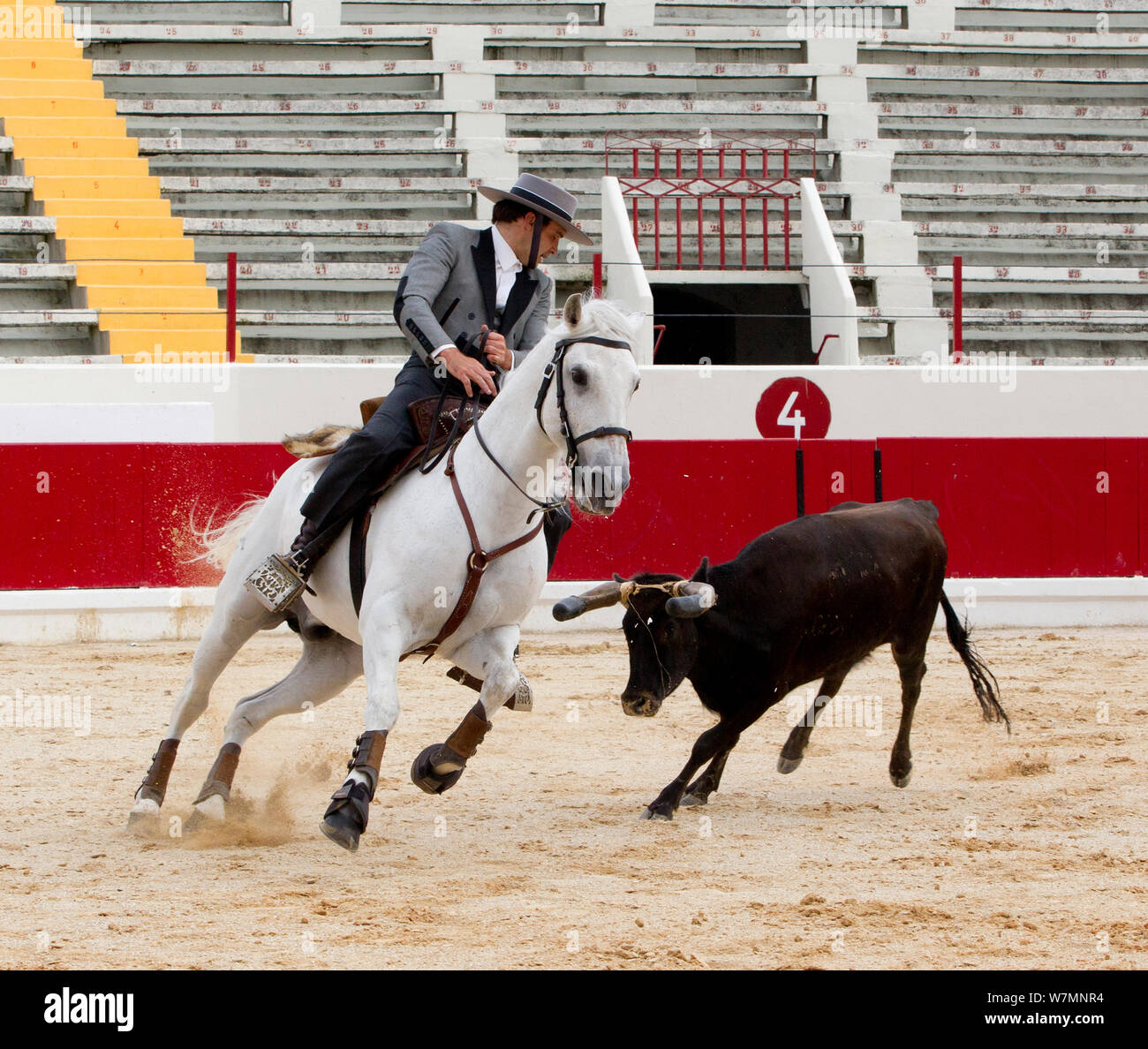 Cavallo lusitano, montato bull fighter in arena con bull, in questo tipo di corrida né bull né cavallo sono feriti, Portogallo, maggio 2011, modello rilasciato Foto Stock