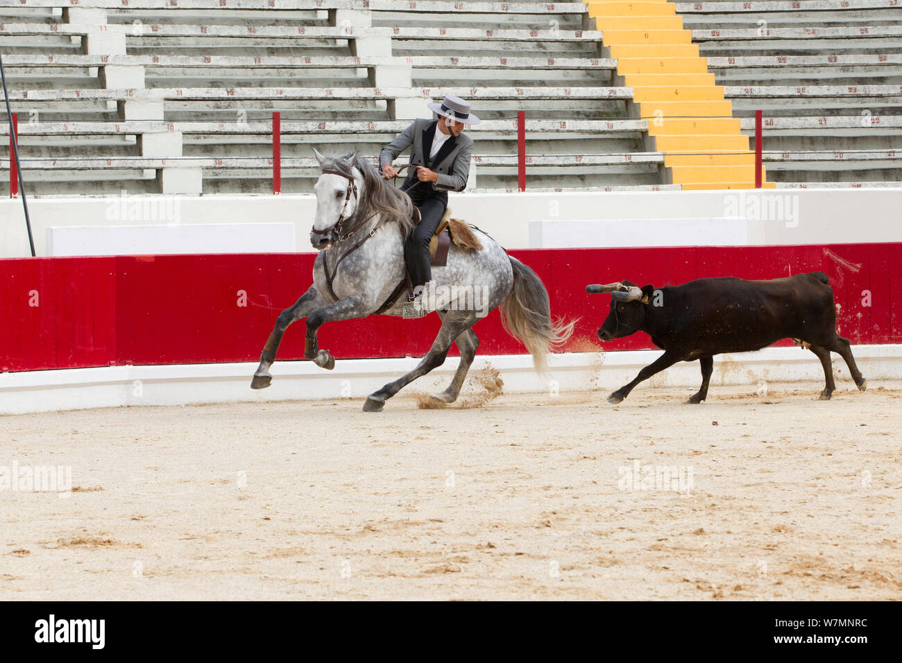 Cavallo lusitano, bull fighter montato su grigio stallone, in questo tipo di corride né cavallo né di Bull sono feriti, Portogallo, maggio 2011, modello rilasciato Foto Stock