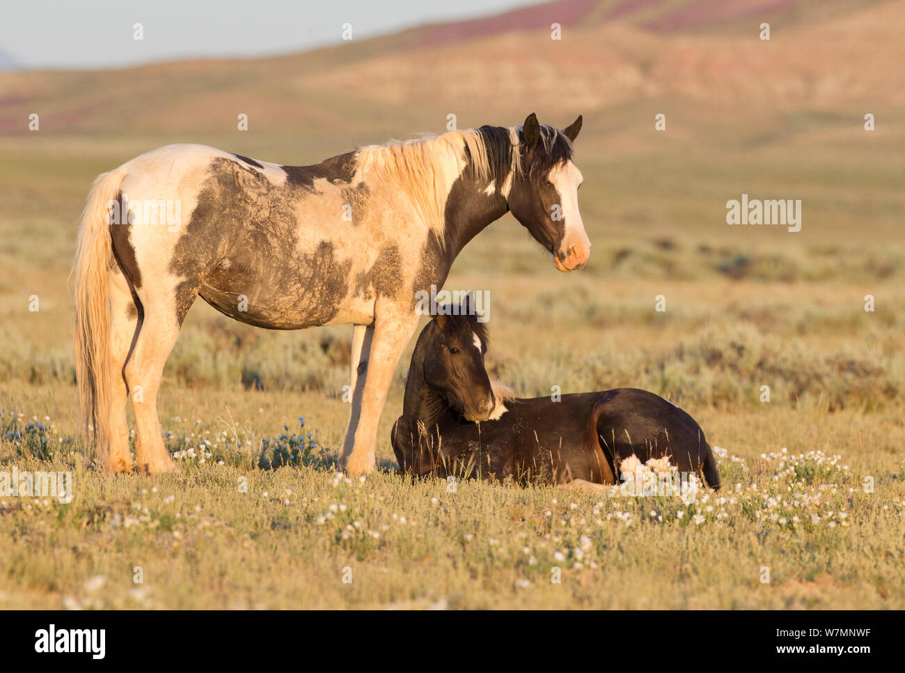 Cavalli selvaggi / Mustangs, due di riposo, uno in piedi uno sdraiato, McCullough picchi, Wyoming USA Foto Stock