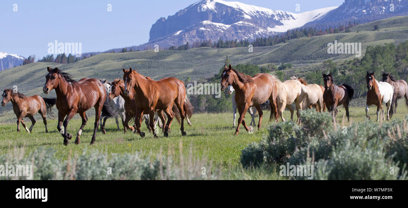 Allevamento di cavalli sul ranch con le montagne sullo sfondo, Jackson Hole, Wyoming usa, Luglio 2011 Foto Stock