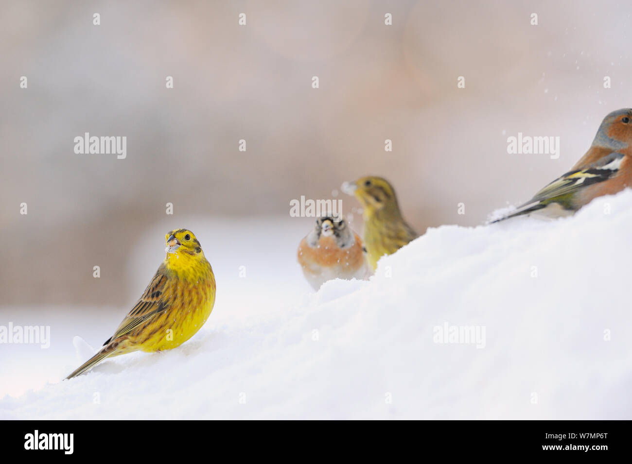 Zigolo giallo (Emberiza citrinella) (destra), fringuello (Fringilla coelebs) (centro), e Brambling (Fringilla montifringilla) (destro) rovistando nella neve. Perthshire Scozia, gennaio. Foto Stock