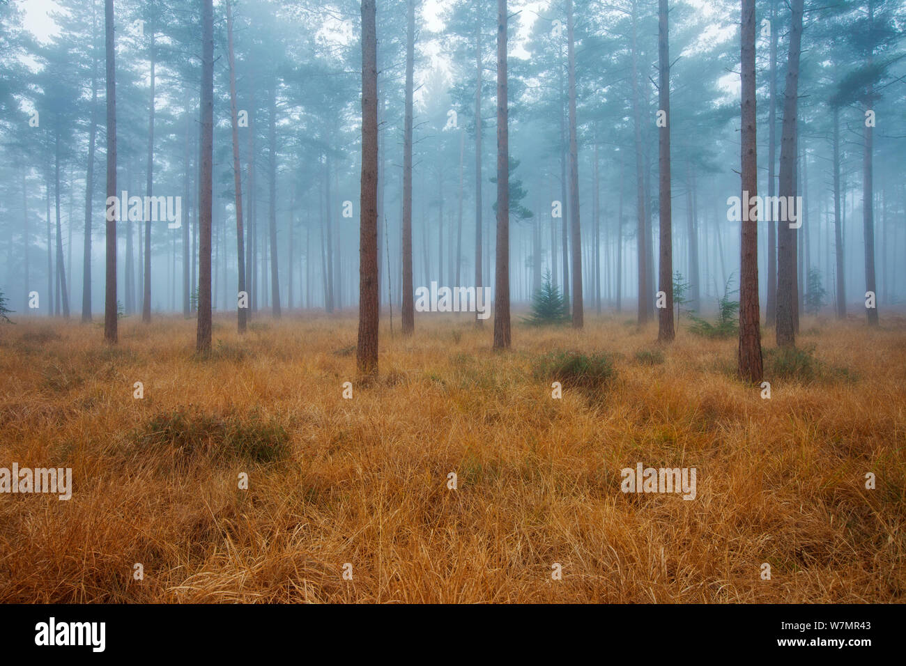 La nebbia nella foresta di conifere a Bolderwood. New Forest National Park, Hampshire, Inghilterra, Regno Unito, novembre. Foto Stock
