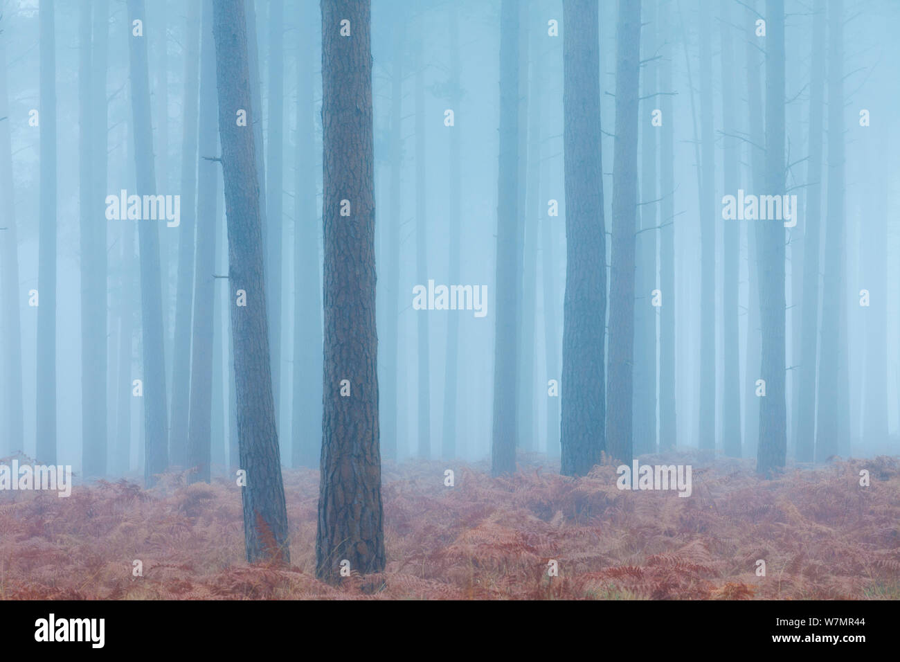 La nebbia nella foresta di conifere a Bolderwood. New Forest National Park, Hampshire, Inghilterra, Regno Unito, novembre. Foto Stock