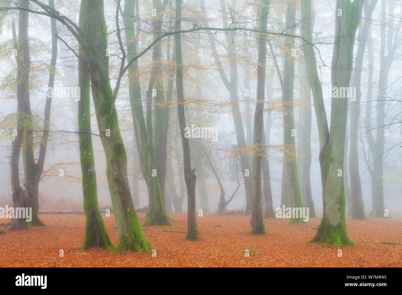 Boschi di faggio nella nebbia. Bolderwood, Nuova Forset National Park, Hampshire, Inghilterra, Regno Unito, novembre. Foto Stock